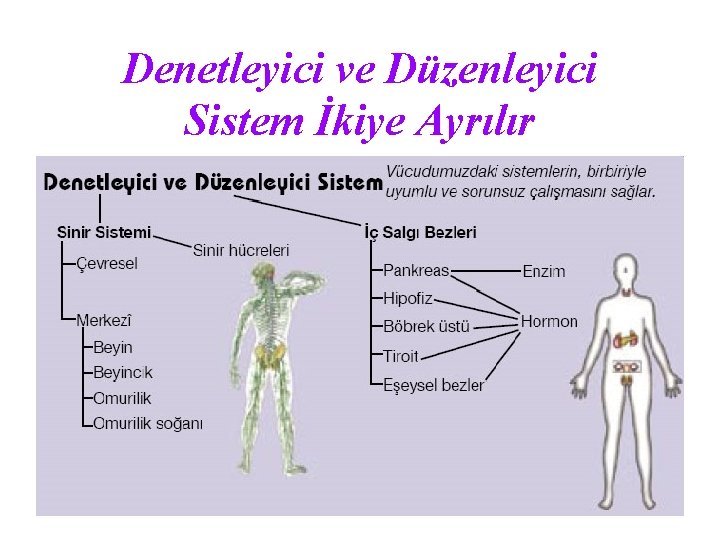 Denetleyici ve Düzenleyici Sistem İkiye Ayrılır 