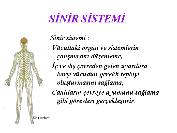 SİNİR SİSTEMİ Sinir sistemi ; Vücuttaki organ ve sistemlerin çalışmasını düzenleme, İç ve dış