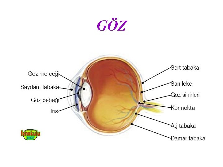 GÖZ 
