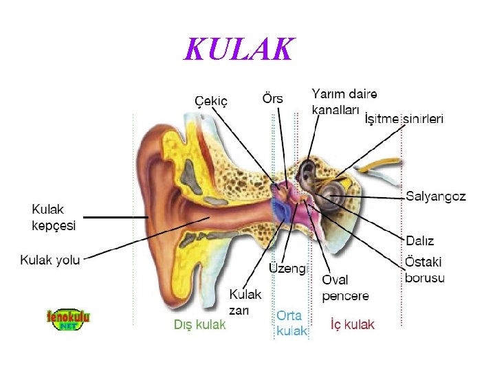 KULAK 