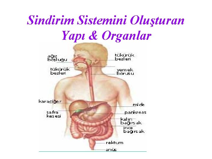 Sindirim Sistemini Oluşturan Yapı & Organlar 