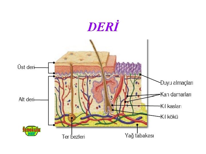 DERİ 