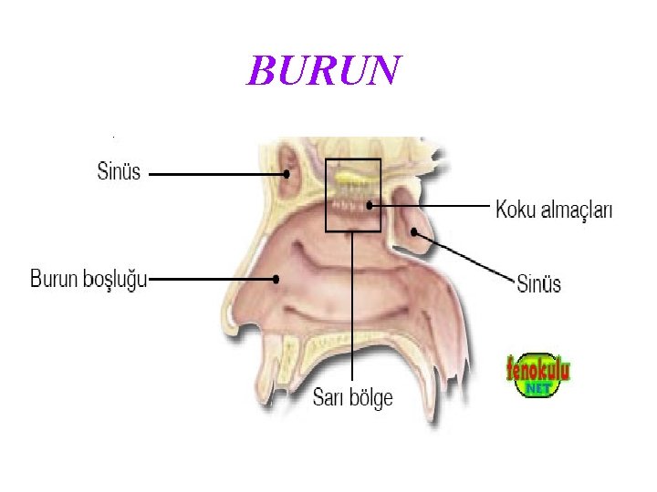 BURUN 