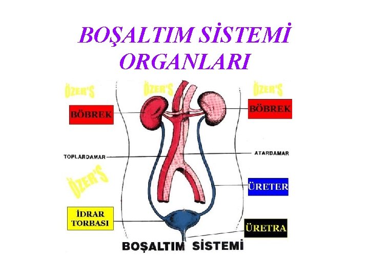 BOŞALTIM SİSTEMİ ORGANLARI 