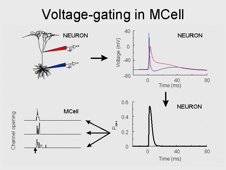 Toward a Biophysical Model of SpikeTime Dependent Plasticity