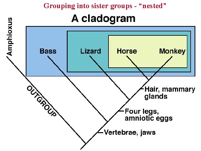 Grouping into sister groups - “nested” 
