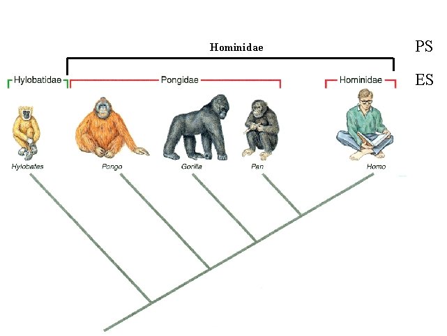 Hominidae PS ES 