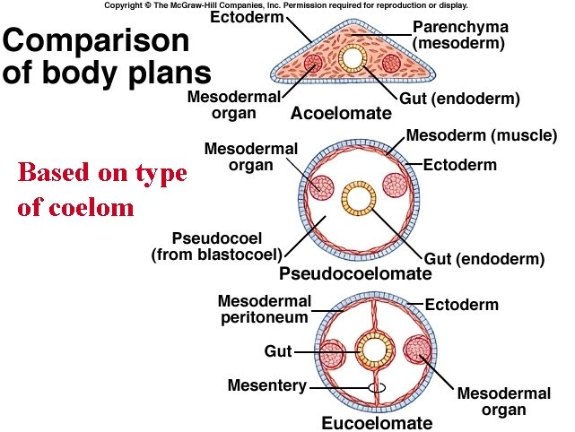 Based on type of coelom 