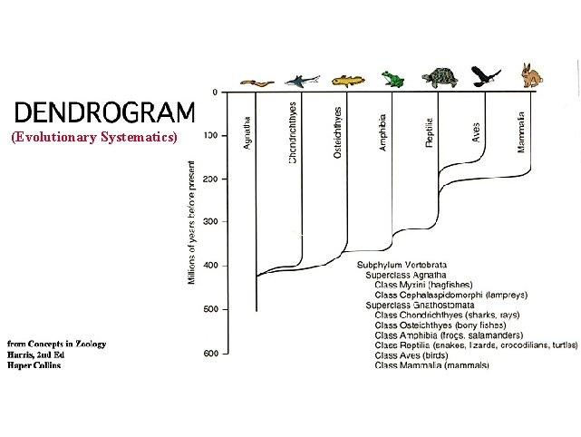 (Evolutionary Systematics) 