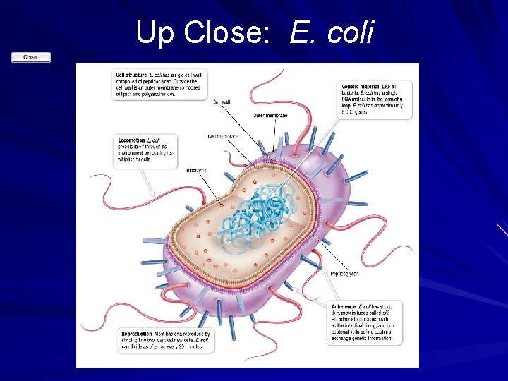 Up Close: E. coli 