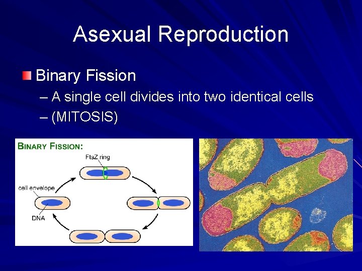 Asexual Reproduction Binary Fission – A single cell divides into two identical cells –