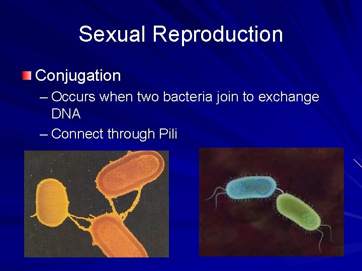 Sexual Reproduction Conjugation – Occurs when two bacteria join to exchange DNA – Connect