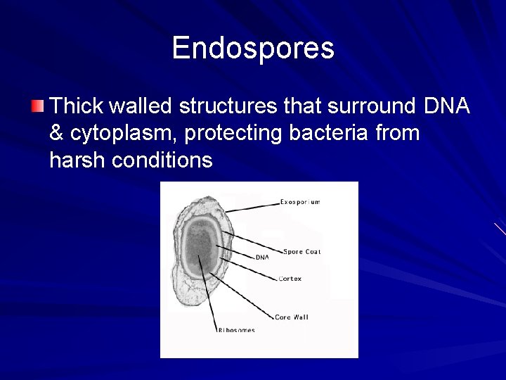 Endospores Thick walled structures that surround DNA & cytoplasm, protecting bacteria from harsh conditions