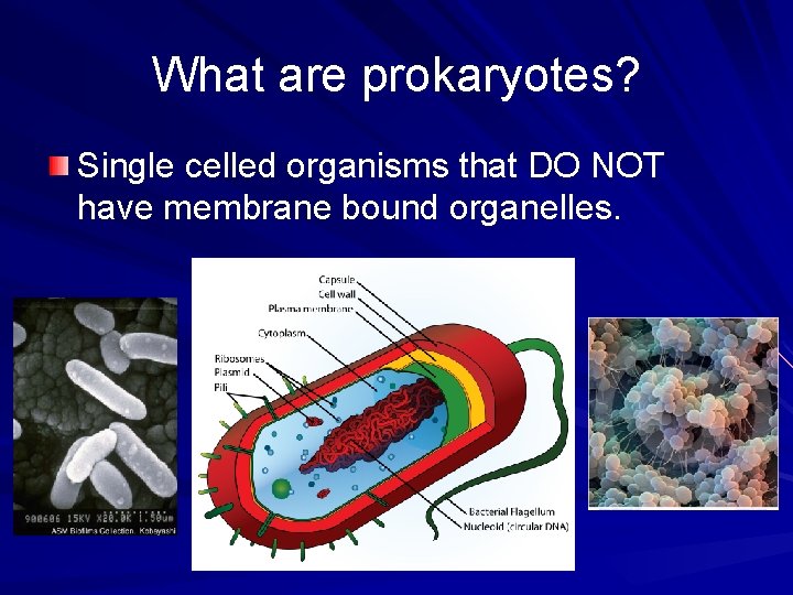 What are prokaryotes? Single celled organisms that DO NOT have membrane bound organelles. 