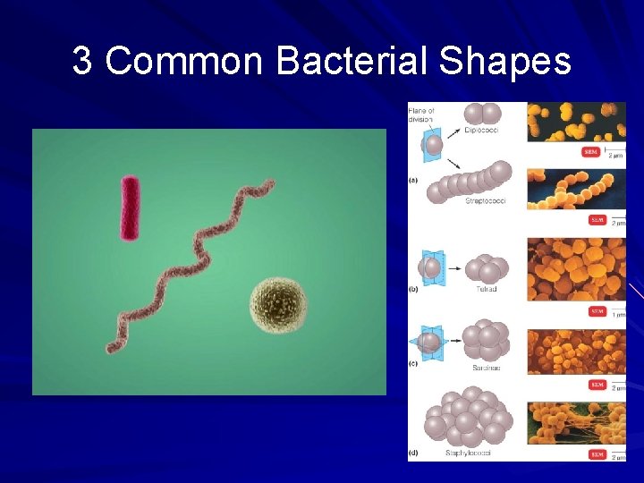 3 Common Bacterial Shapes 