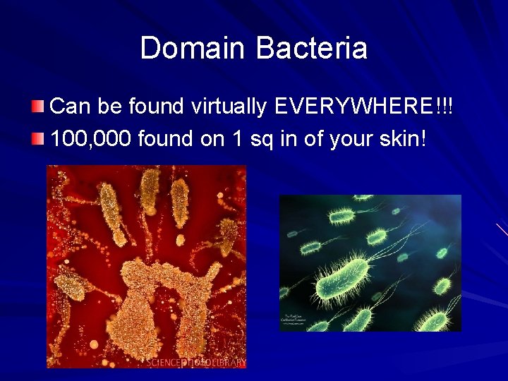 Domain Bacteria Can be found virtually EVERYWHERE!!! 100, 000 found on 1 sq in