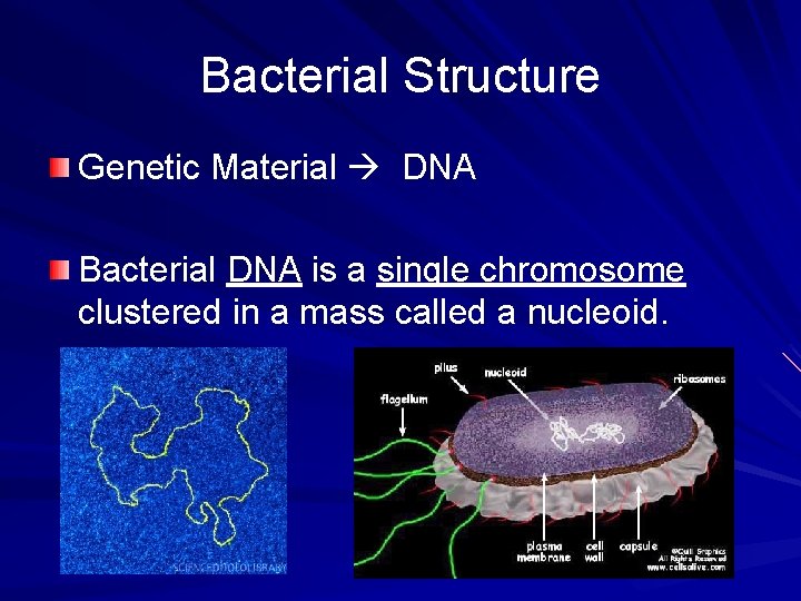 Bacterial Structure Genetic Material DNA Bacterial DNA is a single chromosome clustered in a