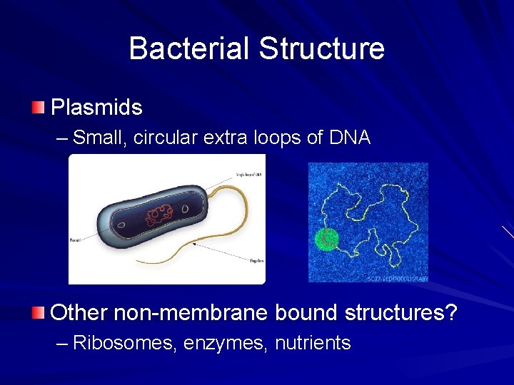 Bacterial Structure Plasmids – Small, circular extra loops of DNA Other non-membrane bound structures?