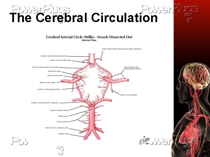 The Cerebral Circulation 