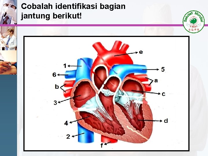 Cobalah identifikasi bagian jantung berikut! 