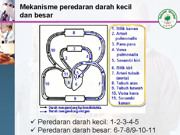 Mekanisme peredaran darah kecil dan besar ü Peredaran darah kecil: 1 -2 -3 -4