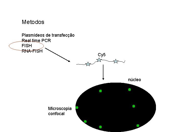 Metodos Plasmideos de transfecção Real time PCR FISH RNA-FISH Cy 5 núcleo Microscopia confocal