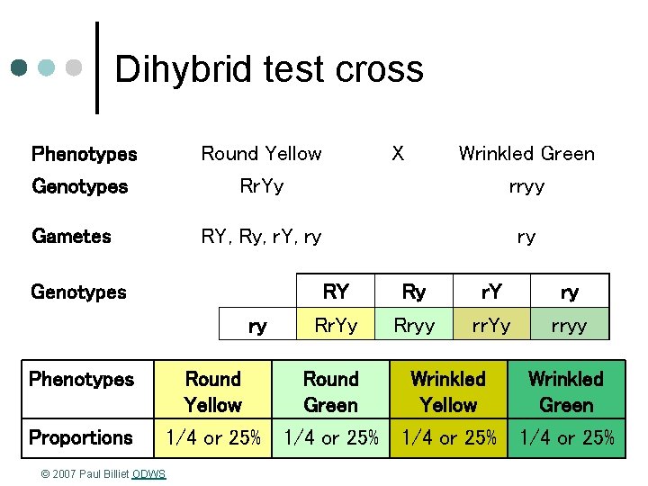 Dihybrid test cross Phenotypes Genotypes Round Yellow Rr. Yy Gametes RY, Ry, r. Y,