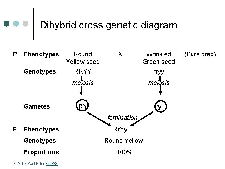 Dihybrid cross genetic diagram P Phenotypes Round Yellow seed Genotypes RRYY rryy meiosis RY