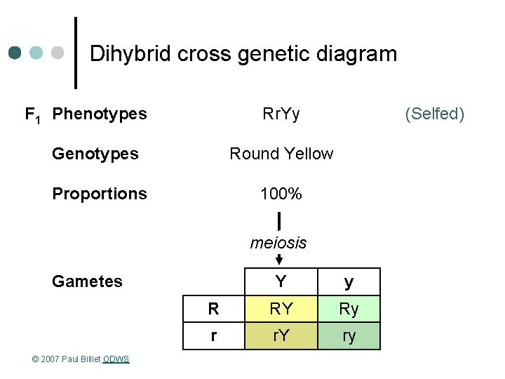 Dihybrid cross genetic diagram F 1 Phenotypes Rr. Yy Genotypes Round Yellow Proportions 100%