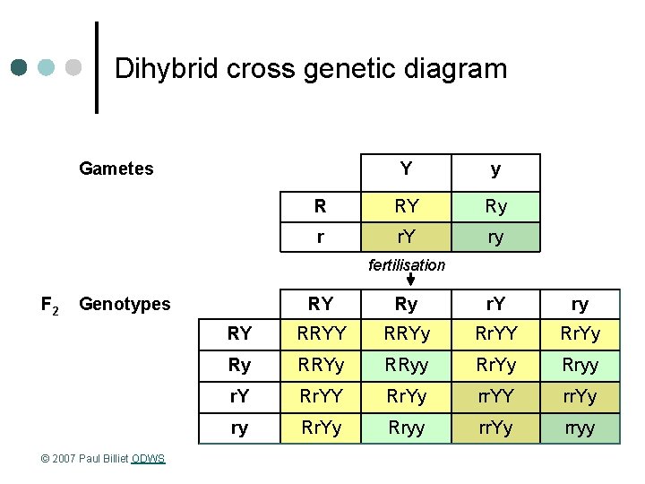 Dihybrid cross genetic diagram Gametes Y y R RY Ry r r. Y ry