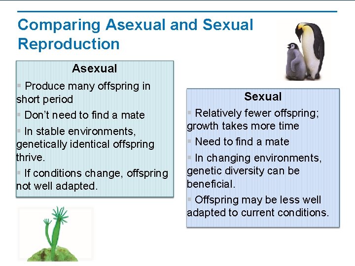Comparing Asexual and Sexual Reproduction Asexual § Produce many offspring in short period §