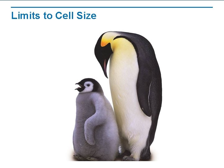 Limits to Cell Size 