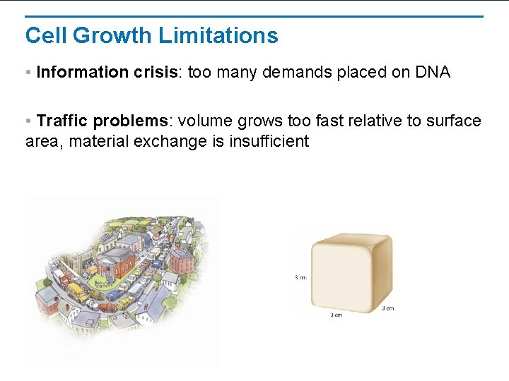 Cell Growth Limitations • Information crisis: too many demands placed on DNA • Traffic