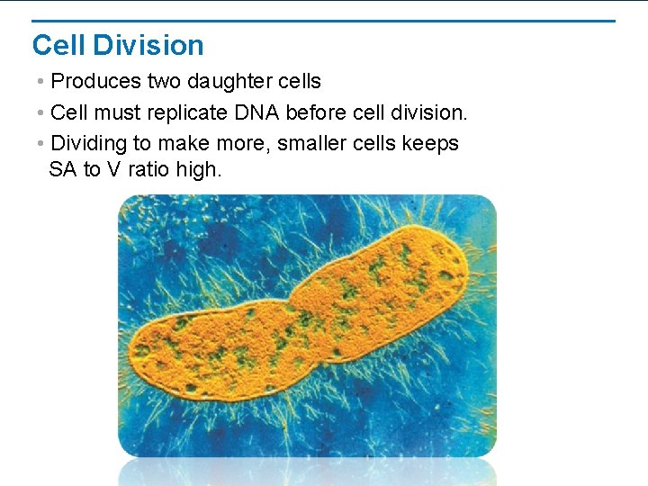 Cell Division • Produces two daughter cells • Cell must replicate DNA before cell