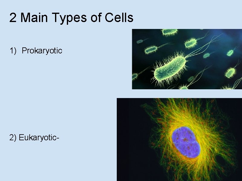 2 Main Types of Cells 1) Prokaryotic 2) Eukaryotic- 