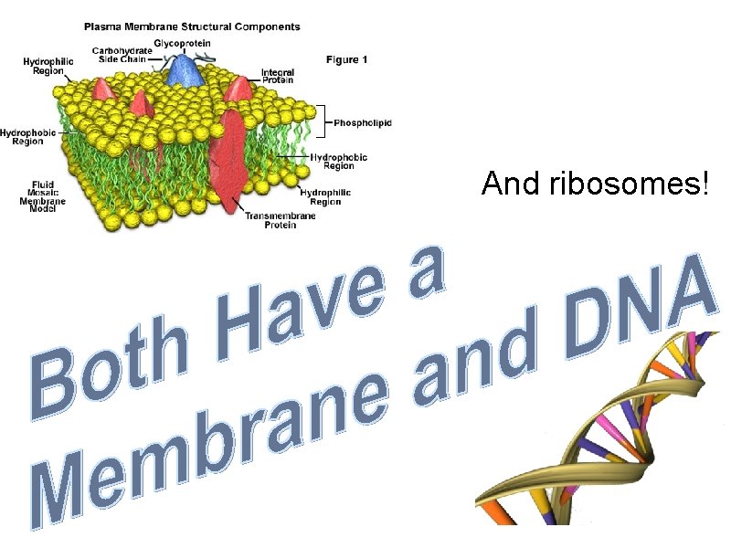 And ribosomes! 