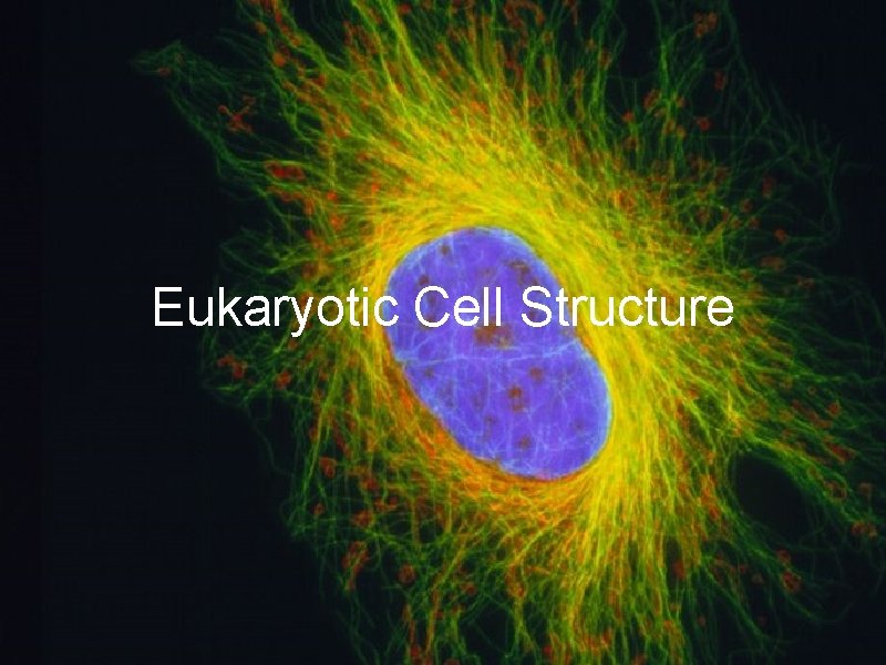 Eukaryotic Cell Structure 