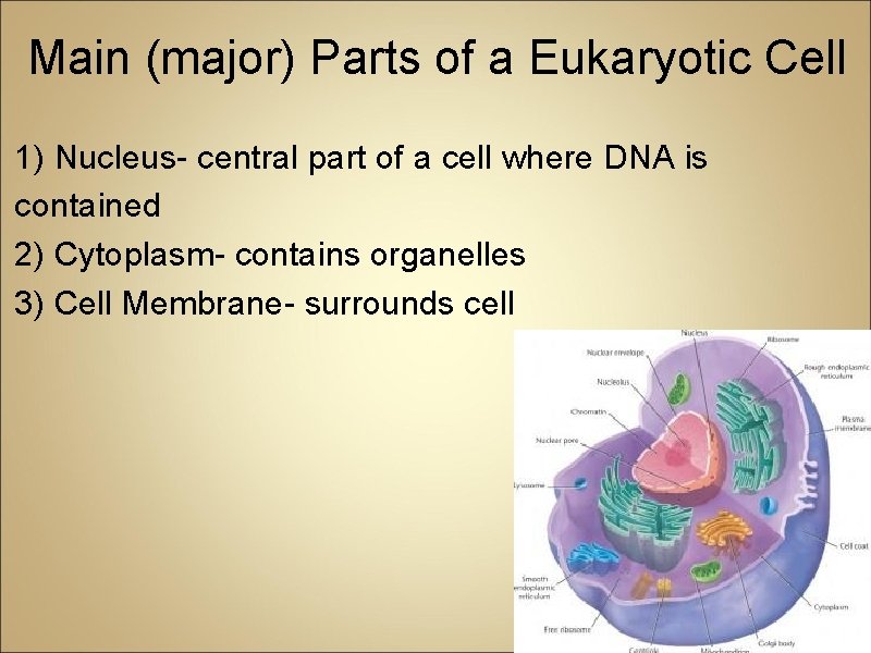 Main (major) Parts of a Eukaryotic Cell 1) Nucleus- central part of a cell