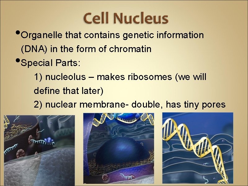  • Organelle that contains genetic information • (DNA) in the form of chromatin