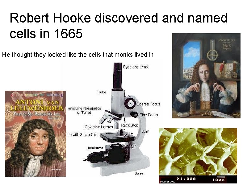 Robert Hooke discovered and named cells in 1665 He thought they looked like the