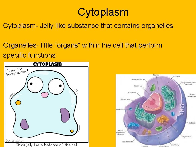 Cytoplasm- Jelly like substance that contains organelles Organelles- little “organs” within the cell that