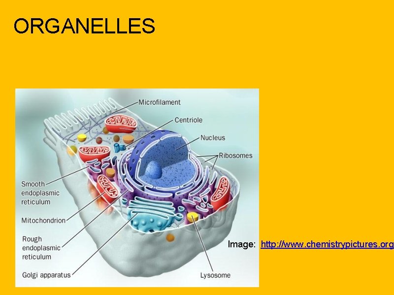 ORGANELLES Image: http: //www. chemistrypictures. org 