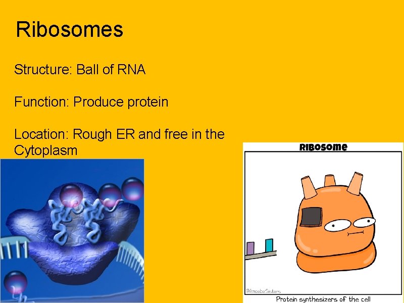Ribosomes Structure: Ball of RNA Function: Produce protein Location: Rough ER and free in