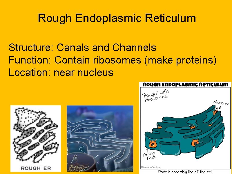 Rough Endoplasmic Reticulum Structure: Canals and Channels Function: Contain ribosomes (make proteins) Location: near