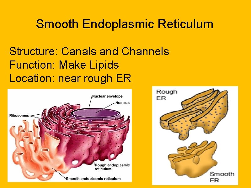 Smooth Endoplasmic Reticulum Structure: Canals and Channels Function: Make Lipids Location: near rough ER