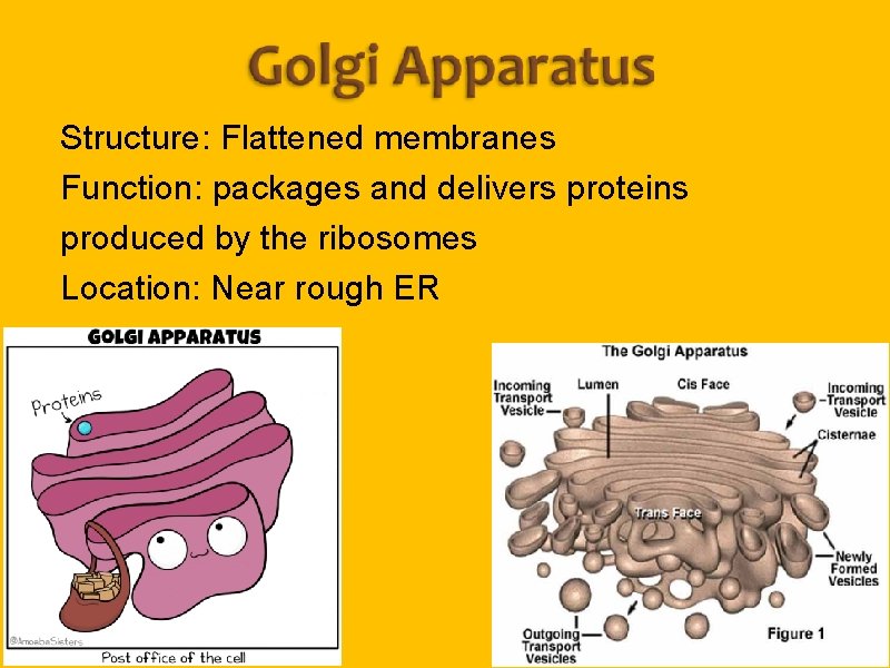 Structure: Flattened membranes Function: packages and delivers proteins produced by the ribosomes Location: Near