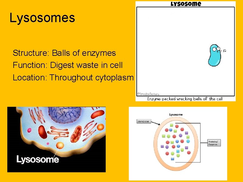 Lysosomes Structure: Balls of enzymes Function: Digest waste in cell Location: Throughout cytoplasm 