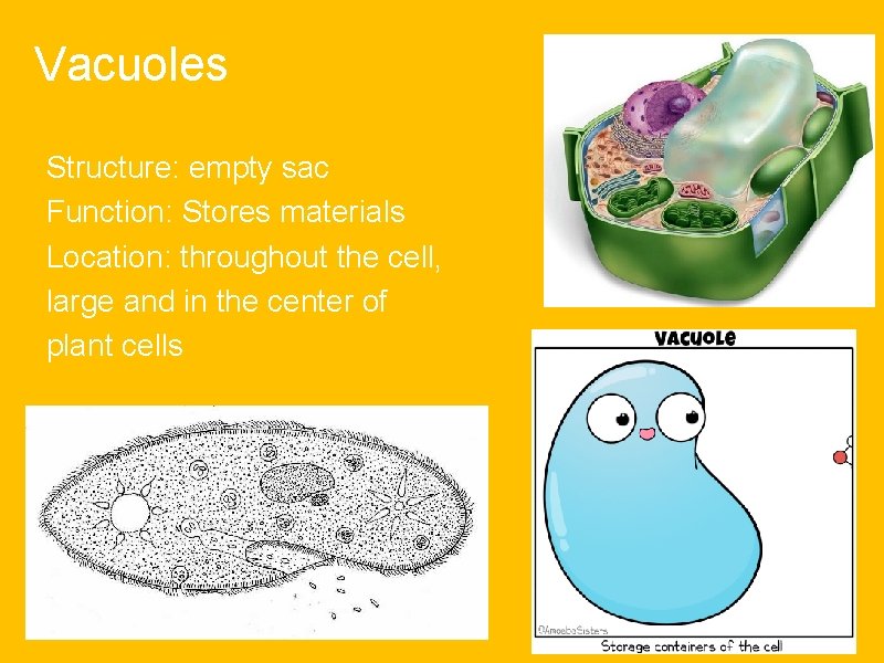 Vacuoles Structure: empty sac Function: Stores materials Location: throughout the cell, large and in