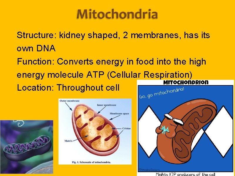 Structure: kidney shaped, 2 membranes, has its own DNA Function: Converts energy in food