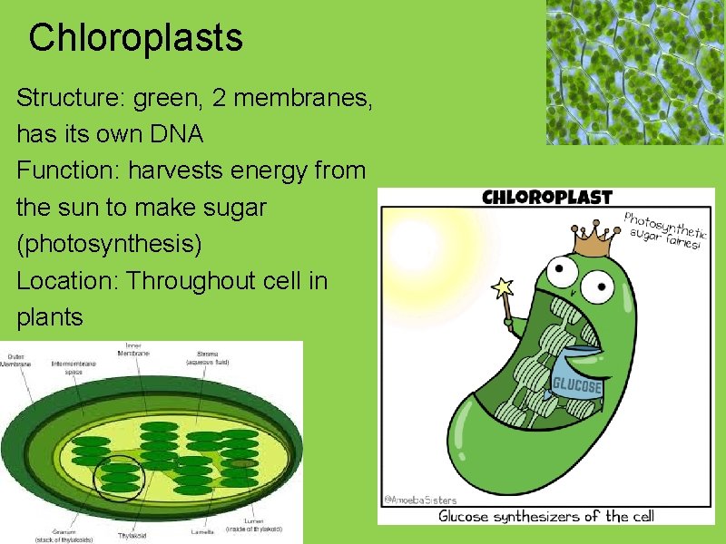 Chloroplasts Structure: green, 2 membranes, has its own DNA Function: harvests energy from the